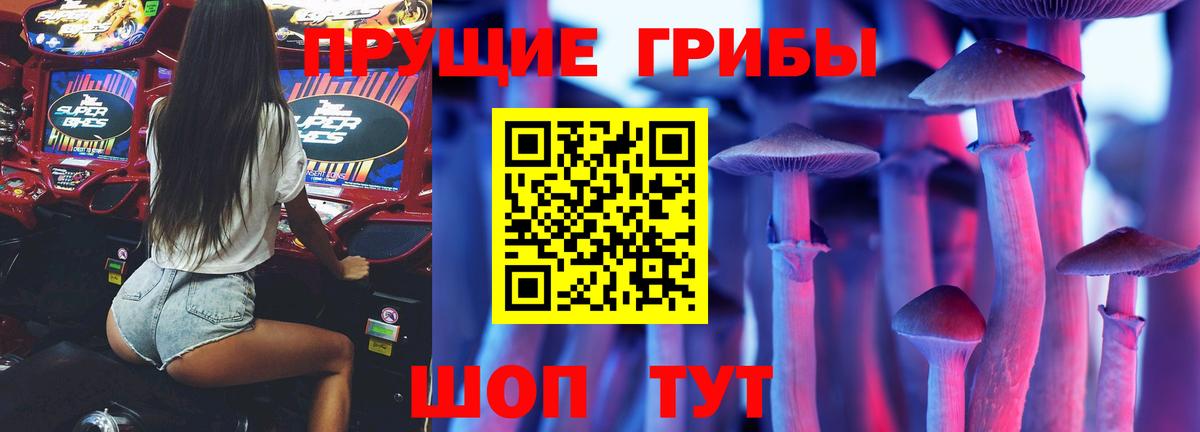 Кингисепп  Галлюциногенные грибы Psilocybine cubensis  Вход с VPN 